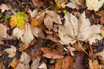 Autumn textures with yellow and red leaves on trees and on the ground, in a beautiful park with a table and beautiful scenery