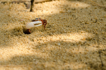 Uca vocans, Fiddler Crab walking in mangrove forest at Phuket beach, Thailand