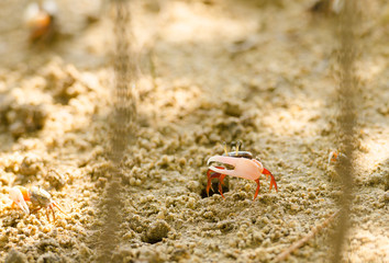 Uca vocans, Fiddler Crab walking in mangrove forest at Phuket beach, Thailand