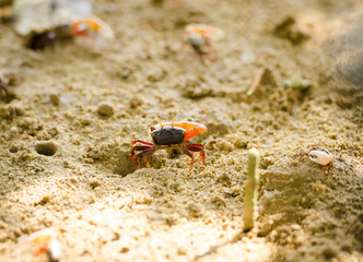 Uca vocans, Fiddler Crab walking in mangrove forest at Phuket beach, Thailand