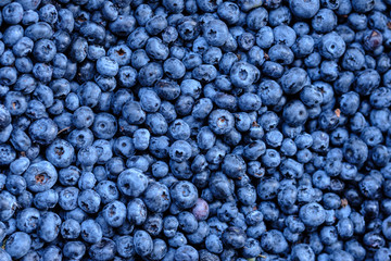 Ripe and juicy fresh picked blueberries closeup