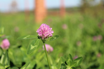 clover in the meadow close-up of the summer