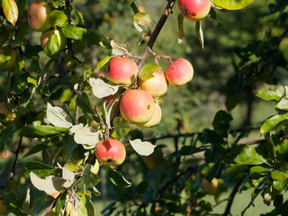 Malus domestica | Kleine Äpfel von einem alten Apfelbaum in einem Obstgarten
