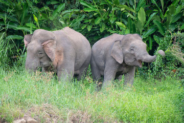 Elefante pigmeo de Borneo © myriamnavas