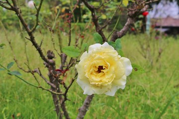 薔薇　咲き終り頃　秋　風景　
