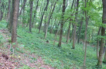 Obraz premium 緑の中 森 秋 風景 杤木