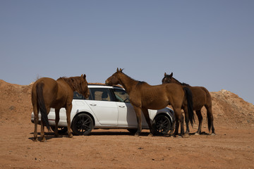 Naklejka premium horses with car