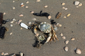 Krabbe am Sandstrand