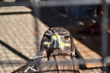 Eagle's head close up behind the zoo cage