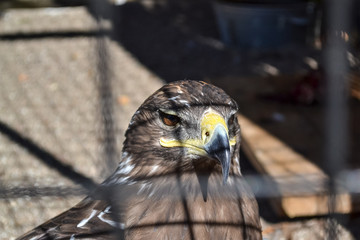 Eagle's head close up behind the zoo cage