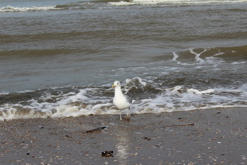 die Möwe im Meer