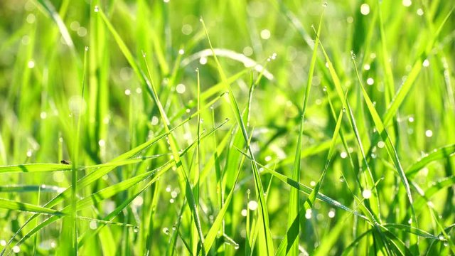 Beautiful background of green summer grass with dew at sunrise. Calmness and freshness, cleanliness and ecology. 4K