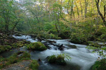 青森県奥入瀬渓流の秋の景色
