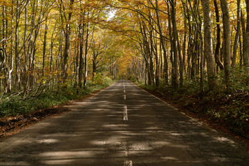 Fototapeta premium 青森県奥入瀬渓流の森の紅葉のアーチ
