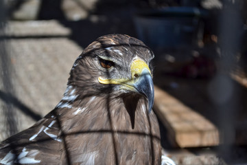 Eagle's head close up behind the zoo cage