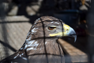 Eagle's head close up behind the zoo cage