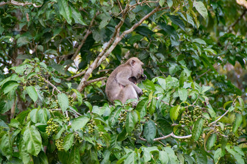 macaco en borneo