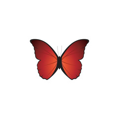 Fototapeta na wymiar a beautiful image of a butterfly spreading wings in dark red color with black body outline on white background