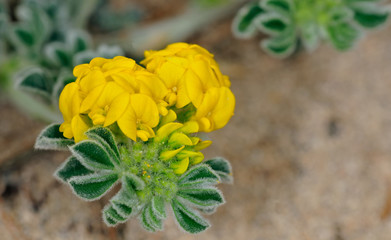 Sea Medick (Medicago marina), Crete