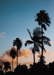 Obraz premium palm trees at sunset