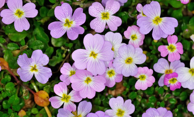 Flexuous Stock (Malcomia flexuosa), Crete