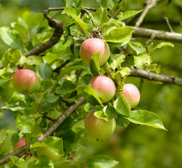 Malus domestica | Kleine Äpfel von einem alten Apfelbaum in einem Obstgarten