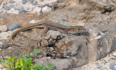 Cretan Wall Lizard - Podarcis cretensis, Crete