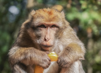 Berberaffe mit Banane