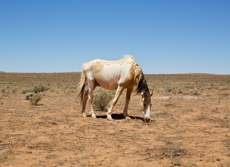 horse in desert