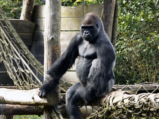 A large gorilla ape sitting down and looking at the camera