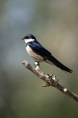 Fototapeta premium bird on a branch