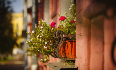 Fototapeta na wymiar Pot of flowers on the windowsill. One of the central streets of Yaroslavl city, Russia.