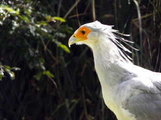 A Secretary Bird standing in grass as it looks off camera