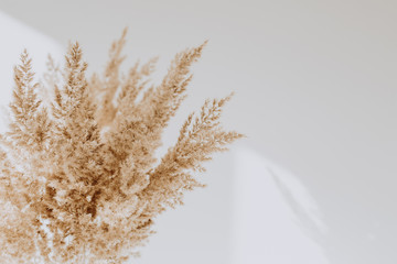Beige reeds agains white wall. Beautiful background with neutral colors. Minimal, stylish, trend concept. Parisian vibes. Copy space, mock up. - obrazy, fototapety, plakaty
