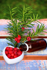 früchte der eibe    homöopathie