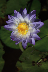 Close-up of a native Australian water lily (Nymphaea violacea) in the wild