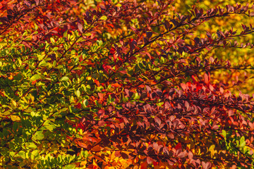 park in the fall in St. Petersburg