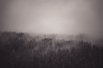 Forested mountain slope in low lying cloud with mist in a scenic landscape view