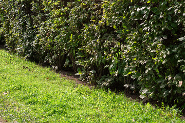 Trimmed hedge bushes on green grass, soft focus