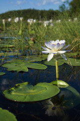 Native Australian water lilies (Nymphaea violacea) in the wild