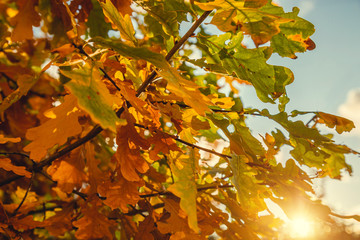 autumn oak leaves close up