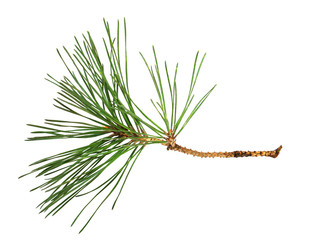 Closeup of pine twig