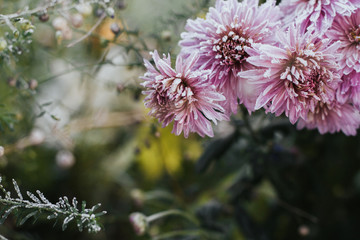  Pink chrysanthemum flowers covered with hoarfrost. Autumn frosts.