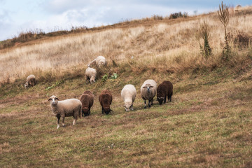 Group of sheep grazing in paddock at farm. Australian countryside rural autumn landscape. 