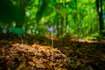 Crocus flowers in the forest