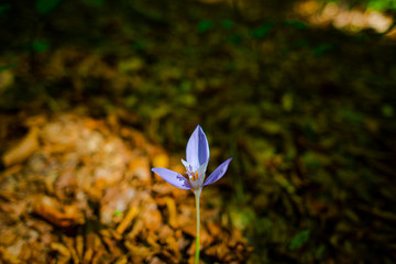 Fototapeta na wymiar Crocus flowers in the forest