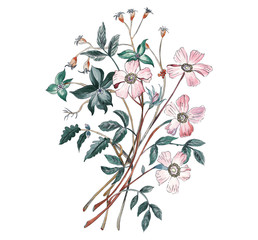 Flowers watercolor illustration.Manual composition.Big Set watercolor elements.