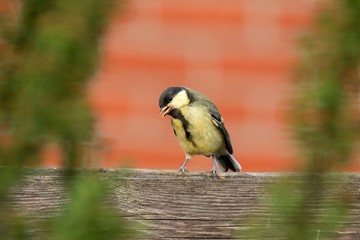 A portrait of a young great tit bird. otherwhise known as parus major, It is sitting on a wooden plank in front of a brick wall.