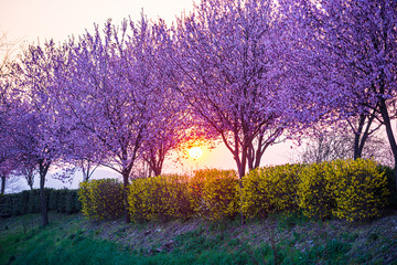Fototapeta na wymiar Wild cherry trees flowers