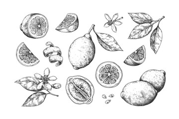 Hand drawn lemon. Vintage citrus slices blossom and fruits, lemon and lime pencil outline sketch for juice labels. Vector engraving illustration summer food set - obrazy, fototapety, plakaty